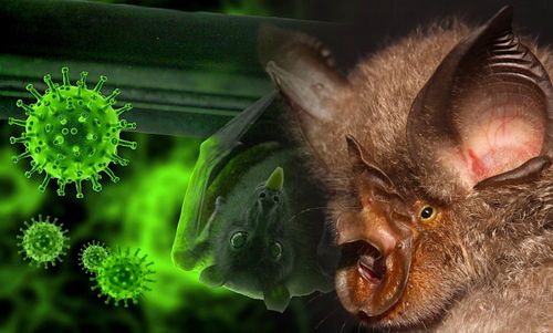 Un parent du SARS-CoV-2 retrouvé dans des chauves-souris congelées du Cambodge