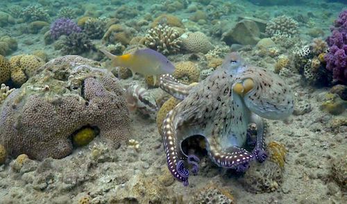 Des poulpes observés en train de frapper des poissons pour les « contrôler », ou parfois « par méchanceté »