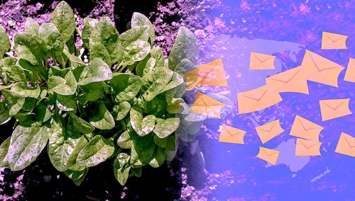 Des plants d'épinards qui envoient des e-mails lorsqu'ils détectent des explosifs