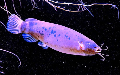 Le poisson-chat électrique ne peut pas être électrocuté, et les scientifiques ne savent pas pourquoi