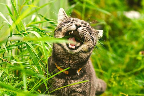 Pourquoi les chats mangent-ils de l'herbe ? Un mystère peut-être enfin résolu !