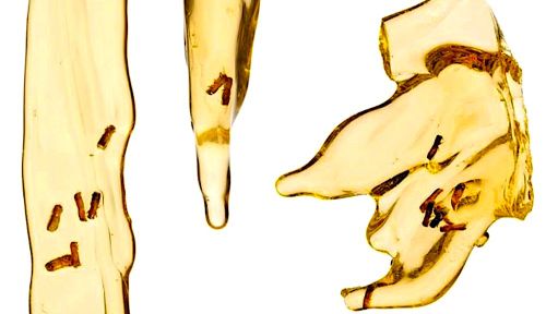 Pour la première fois, des chercheurs extraient l'ADN d'insectes incrustés dans de la résine