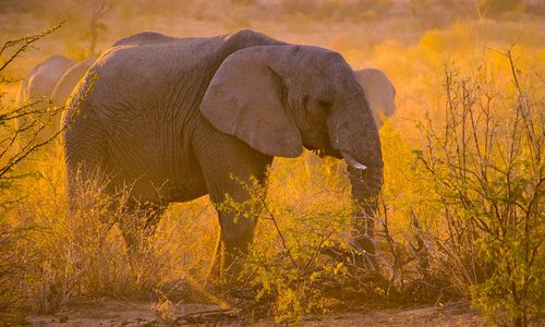 Un présumé braconnier piétiné à mort par des éléphants