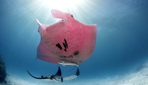 De nouvelles photos surprenantes de l'unique raie manta rose connue au monde