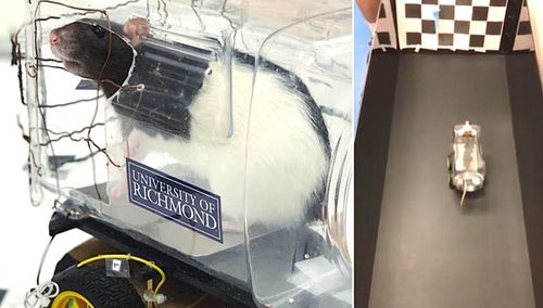 Des chercheurs ont entraîné des rats à conduire des petites voitures dans le but de recevoir de la nourriture