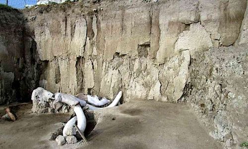 Des centaines d'os de mammouths découverts au Mexique