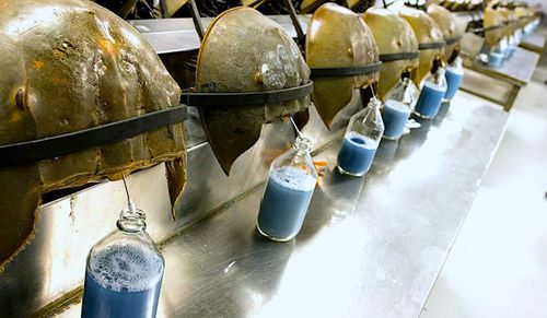 Voici comment le sang de limule sauve des millions de vies