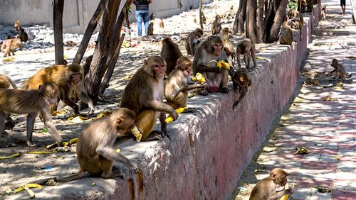 Insolite : des singes volent des échantillons de sang de malades COVID-19 en Inde