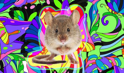 Des scientifiques ont fait halluciner des souris en utilisant uniquement des impulsions lumineuses