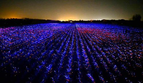 Un artiste néerlandais développe un système d'éclairage innovant pour stimuler les cultures