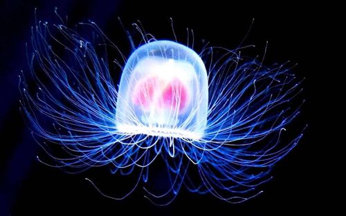 Turritopsis dohrnii, l'incroyable "Méduse immortelle"