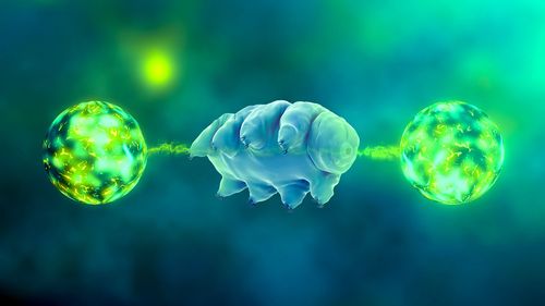 Tardigrade : premier organisme multicellulaire à faire l'objet d'une intrication quantique