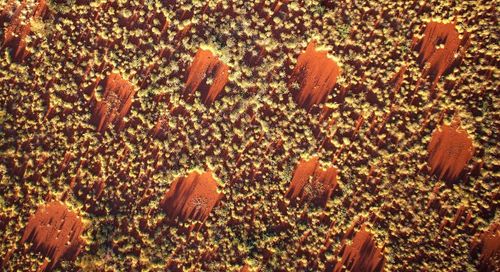 Les mystérieux cercles de fées expliqués par la théorie d'Alan Turing