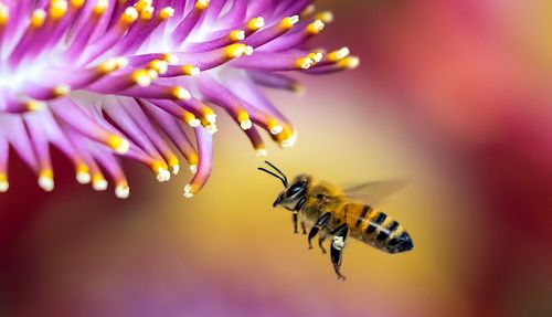 Un quart des espèces d'abeilles connues ont presque disparu en seulement 30 ans