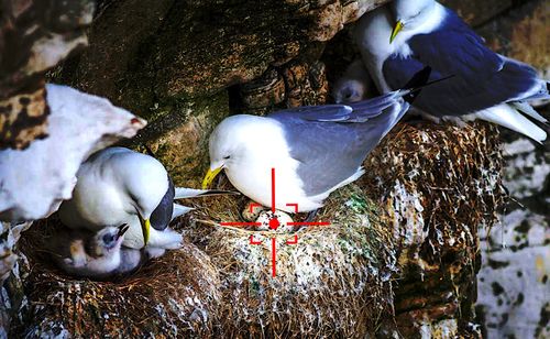 L'US Navy développe des drones autonomes pour exterminer les œufs d'oiseaux près des aéroports