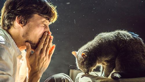Des chercheurs ont créé un « vaccin » contre les allergies aux chats