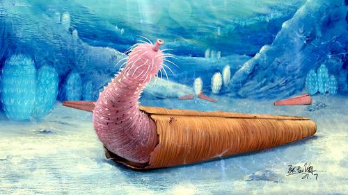 Un ver en forme de pénis étonnamment "intelligent" vivait comme le bernard-l'ermite 330 millions d'années plus tôt