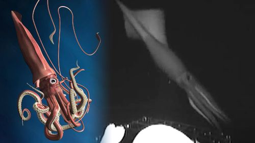 Un calmar géant de 6 mètres filmé pour la première fois !