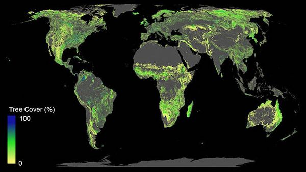 L'ajout d'un milliard d'hectares de forêts pourrait aider à contrôler le réchauffement climatique