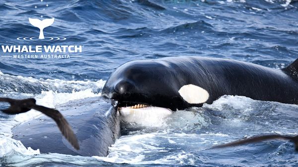 Une baleine à bosse australienne survit à une attaque d'orques de 4 heures