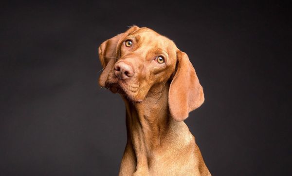 Les chiens nous ignorent s'ils savent qu'on ment, contrairement aux jeunes enfants