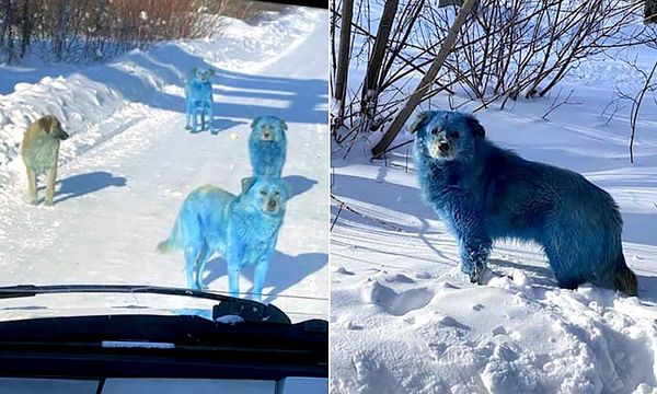Des chiens au pelage bleu découverts près d'une usine chimique abandonnée en Russie