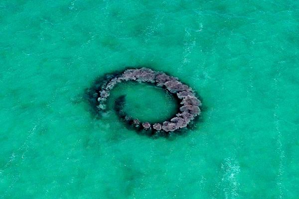 Des dauphins filmés en train de piéger des poissons dans des anneaux de boue