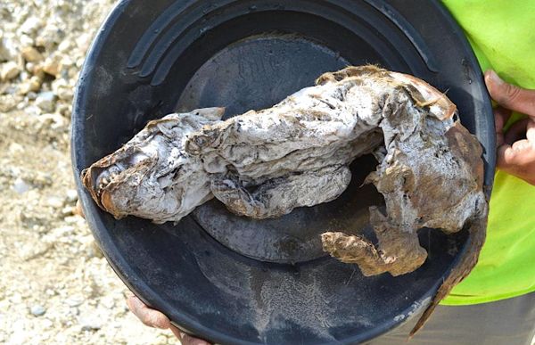 Un louveteau de 57'000 ans incroyablement bien préservé dans le pergélisol canadien livre ses secrets