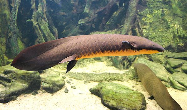Découverte : le dipneuste d'Australie possède le plus grand génome de tous les animaux séquencés jusqu'à présent