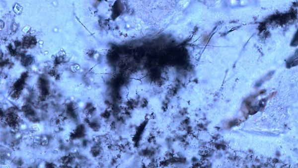 Des filaments fossiles vieux de 3,42 milliards d'années pourraient être les plus anciennes archéobactéries connues