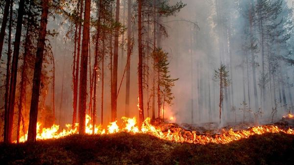 Un ingénieur crée un gel pulvérisable ultra-efficace pour lutter (en avance) contre les feux de forêt