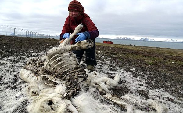Plus de 200 rennes retrouvés morts en Norvège, affaiblis par le changement climatique