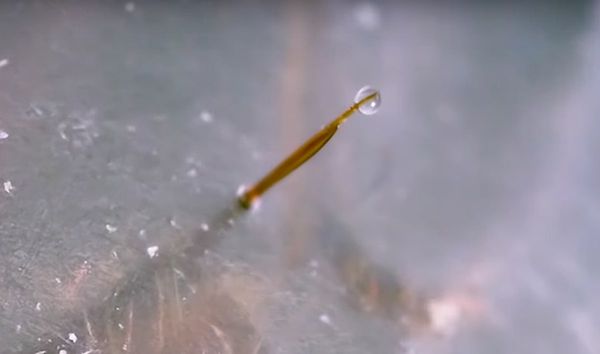 Une vidéo au ralenti révèle comment les fourmis génèrent et injectent leur douloureux venin