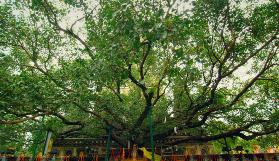 Awakening Does Not Come From Comfort or Poverty