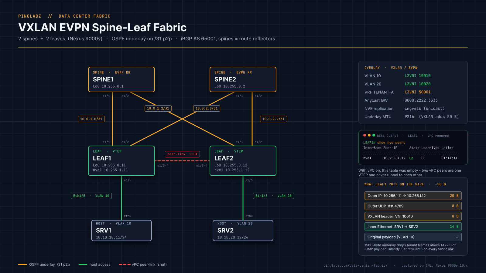 VXLAN EVPN spine-leaf fabric diagram: SPINE1 and SPINE2 as EVPN route reflectors, LEAF1 and LEAF2 as VTEPs on OSPF /31 underlay links, SRV1 in VLAN 10 and SRV2 in VLAN 20, peer-link shut, with real show nve peers output and the 50-byte VXLAN encapsulation stack