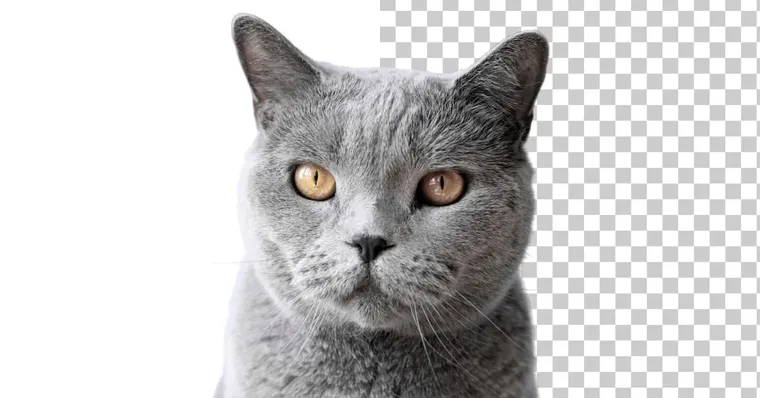 How to Create a PNG (with Transparent Backgrounds) Online