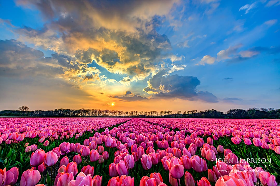 Colorful Dutch tulip fields under a dramatic sunset sky in South Holland, The Netherlands.