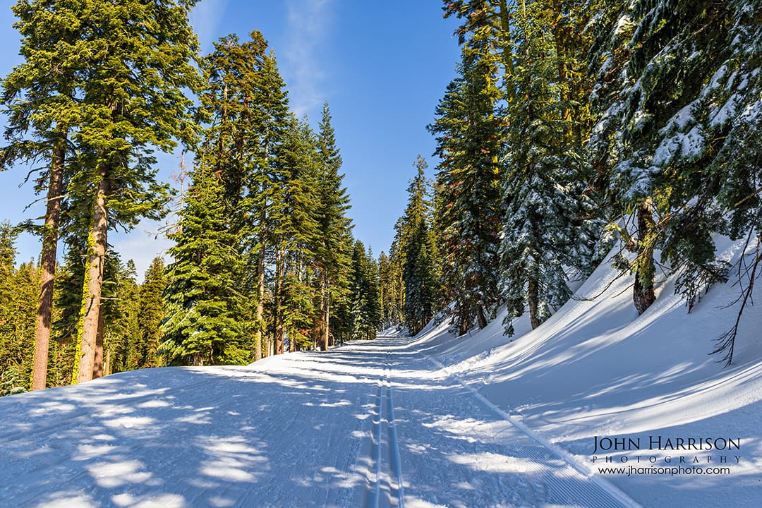 Two parallel cross-country ski tracks lead into a sunlit forest of snow-covered pines and fir trees along Glacier Point Road in Yosemite National Park under a clear blue sky.