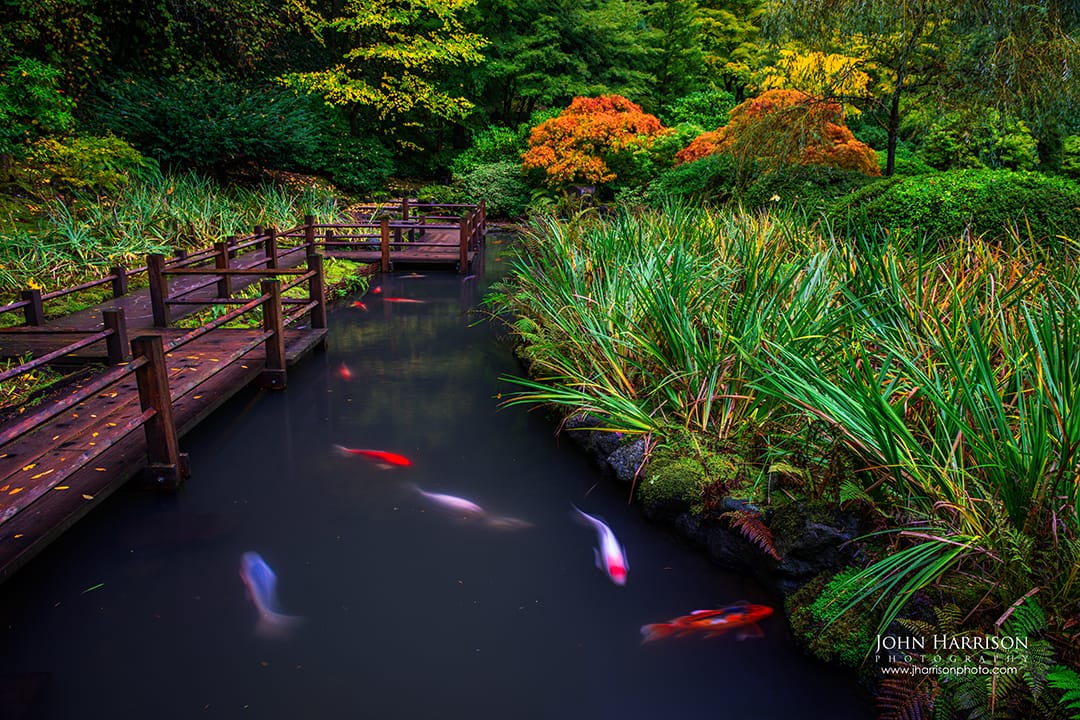 Japanese garden koi pond with wooden bridge, autumn foliage and colorful koi fish, tranquil fine art landscape photography