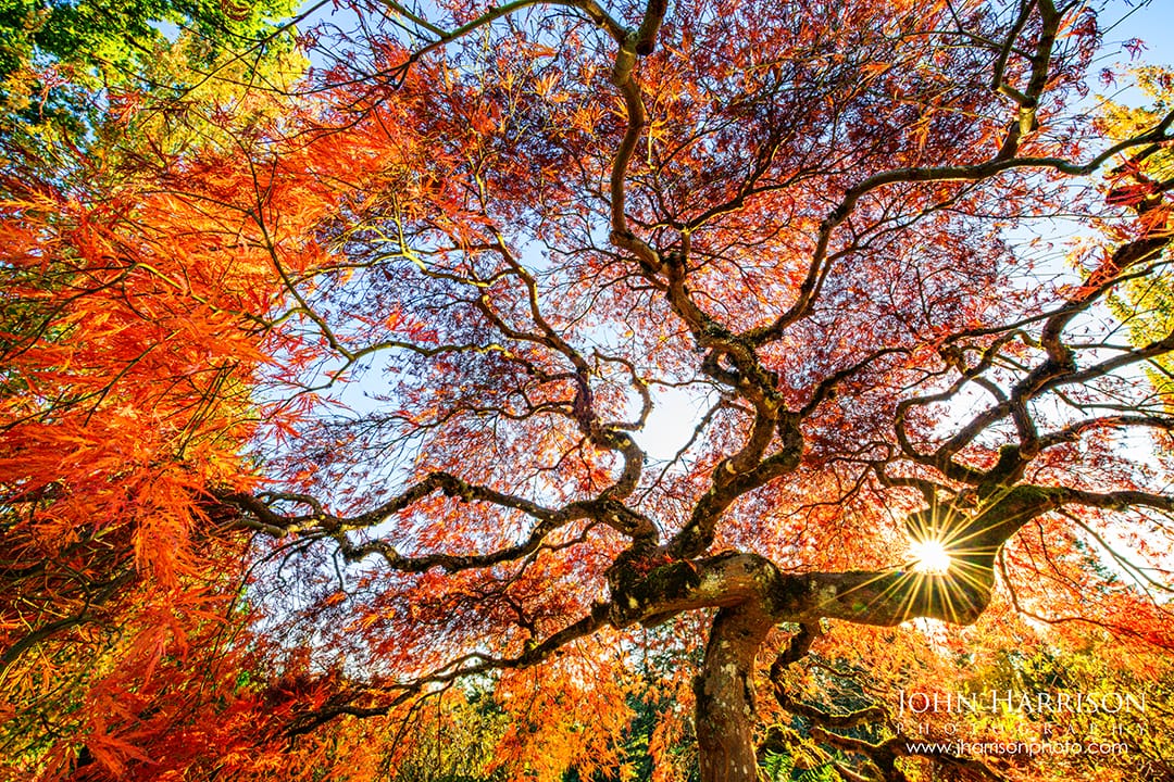 Japanese maple autumn wall art featuring twisted sculptural branches and sunburst light, fine art photography for modern home decor