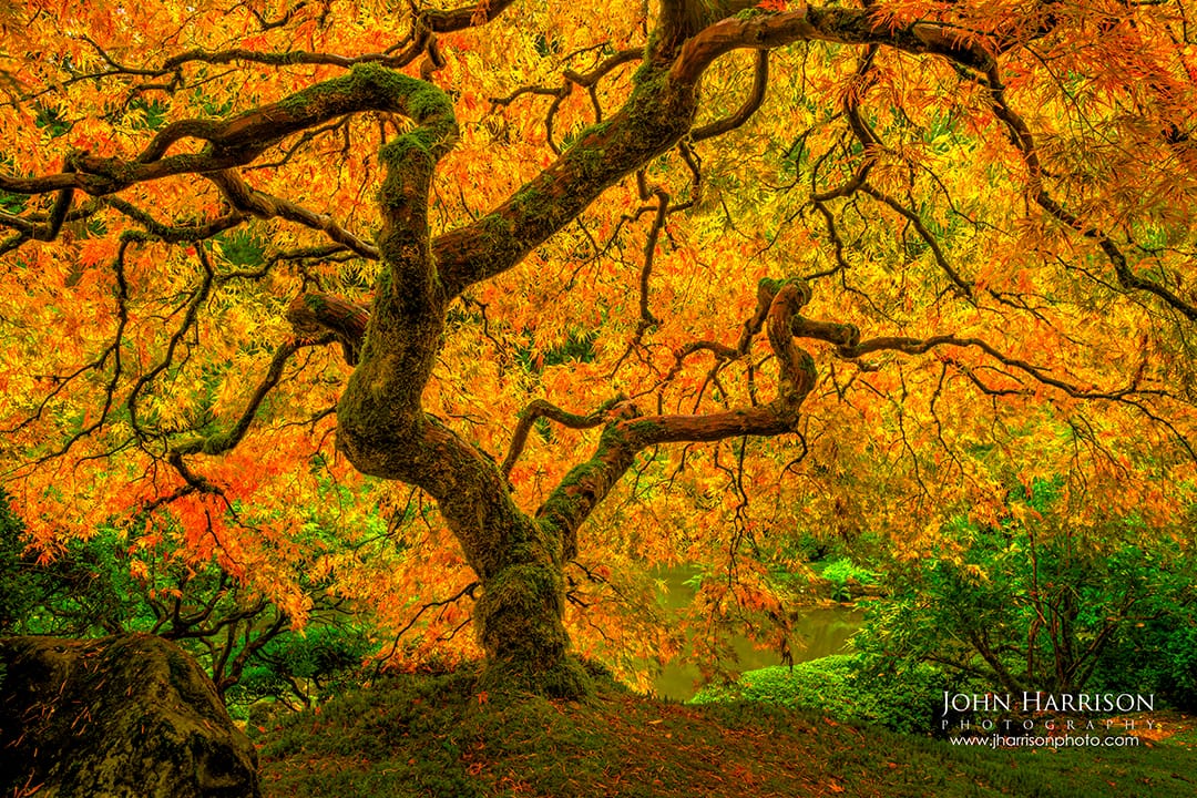 Japanese maple tree in brilliant autumn color at Portland Japanese Garden with moss-covered twisting branches and glowing orange fall leaves