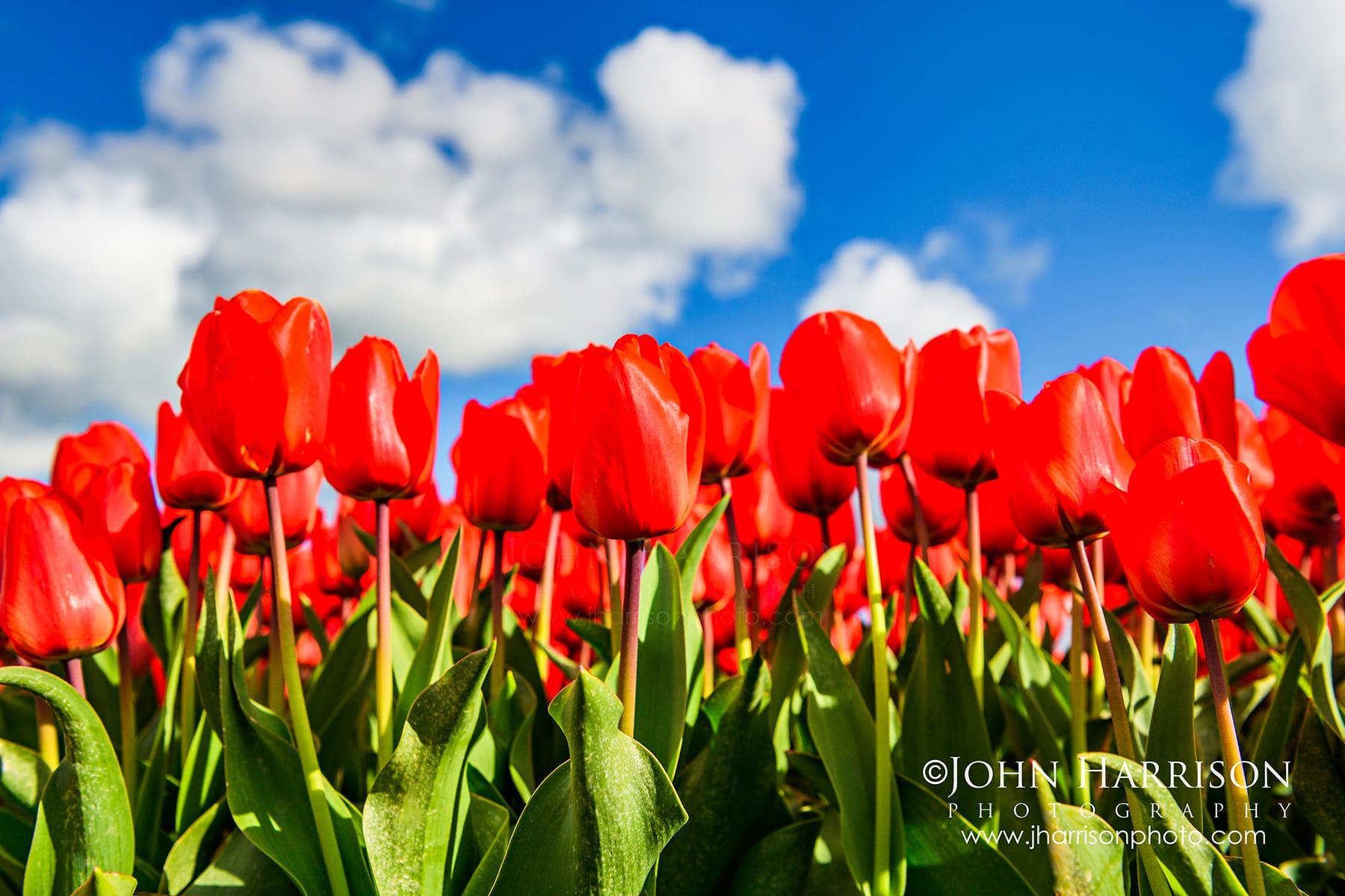Close-up of red tulips in bloom in the Netherlands beneath blue sky and white clouds during spring tulip season