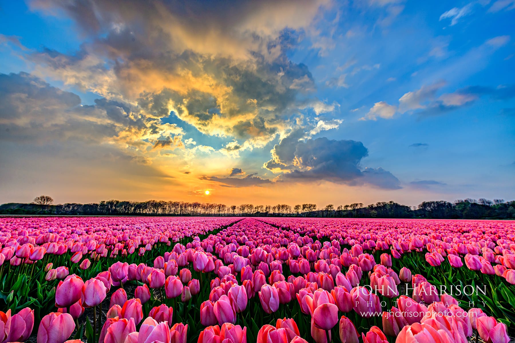 Fine art panorama of pink tulip fields in Noordwijkerhout, Netherlands. Dramatic sunset with orange clouds and raindrops on petals in the Bollenstreek region at golden hour, 2026 peak.