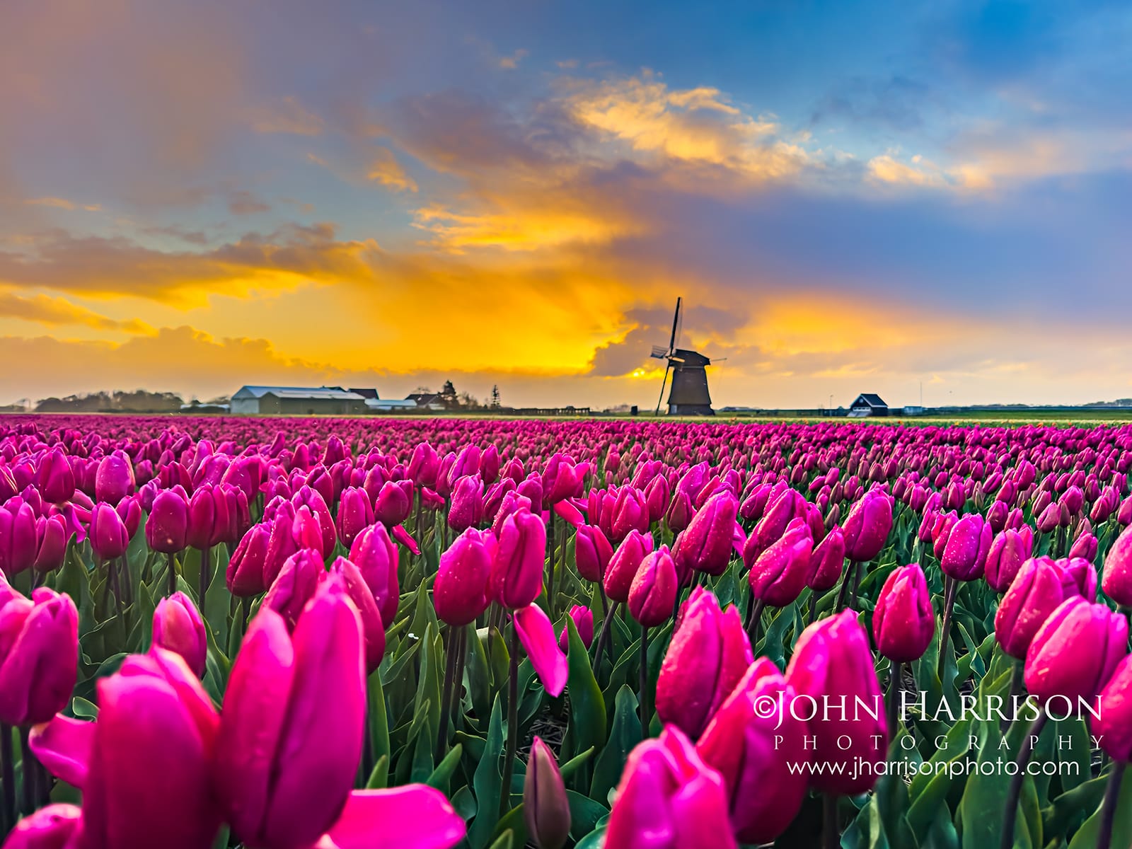 Pink tulip fields stretching across the countryside near Sint Maartensvlotbrug in North Holland with a traditional Dutch windmill under dramatic sunset skies after a spring storm