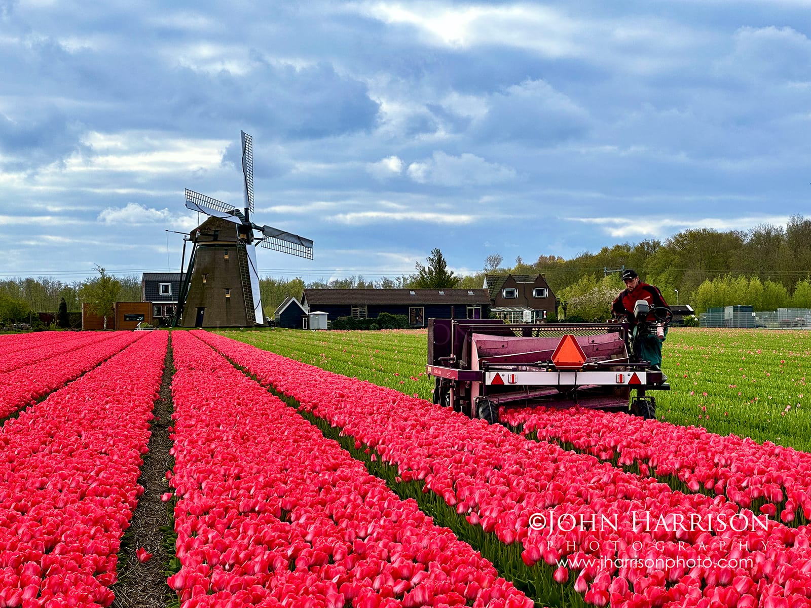 Farmer using a tulip heading machine in bright pink tulip fields near Lisse in the Netherlands with a traditional Dutch windmill in the background during spring tulip season