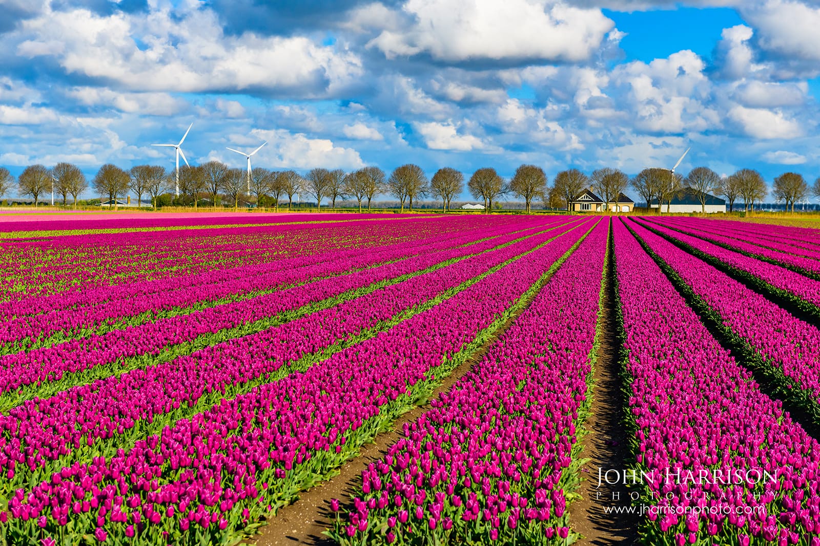 Purple tulip fields in Flevoland Netherlands with long rows of flowers, wind turbines, and trees under dramatic spring clouds.