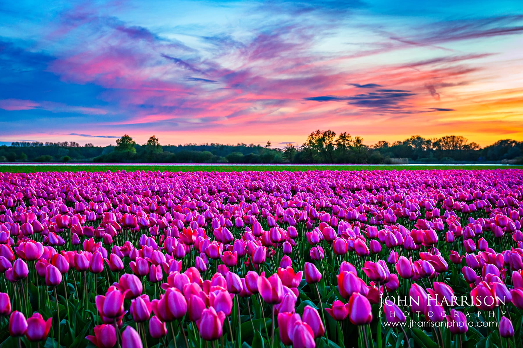Pink tulip fields near Lisse Netherlands glowing under dramatic sunset clouds during tulip season.