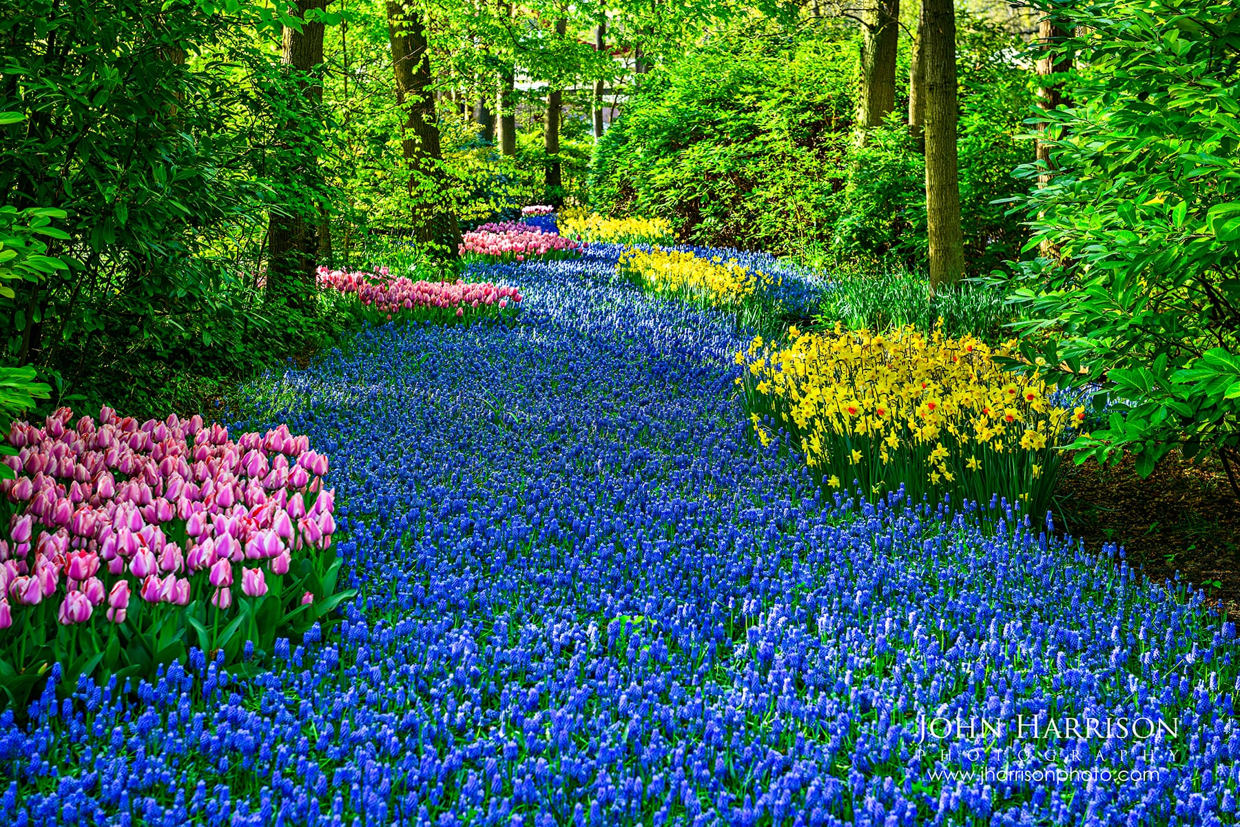 Grape hyacinth blue river at Keukenhof Gardens Netherlands with colorful tulips and spring flowers lining a forest path.