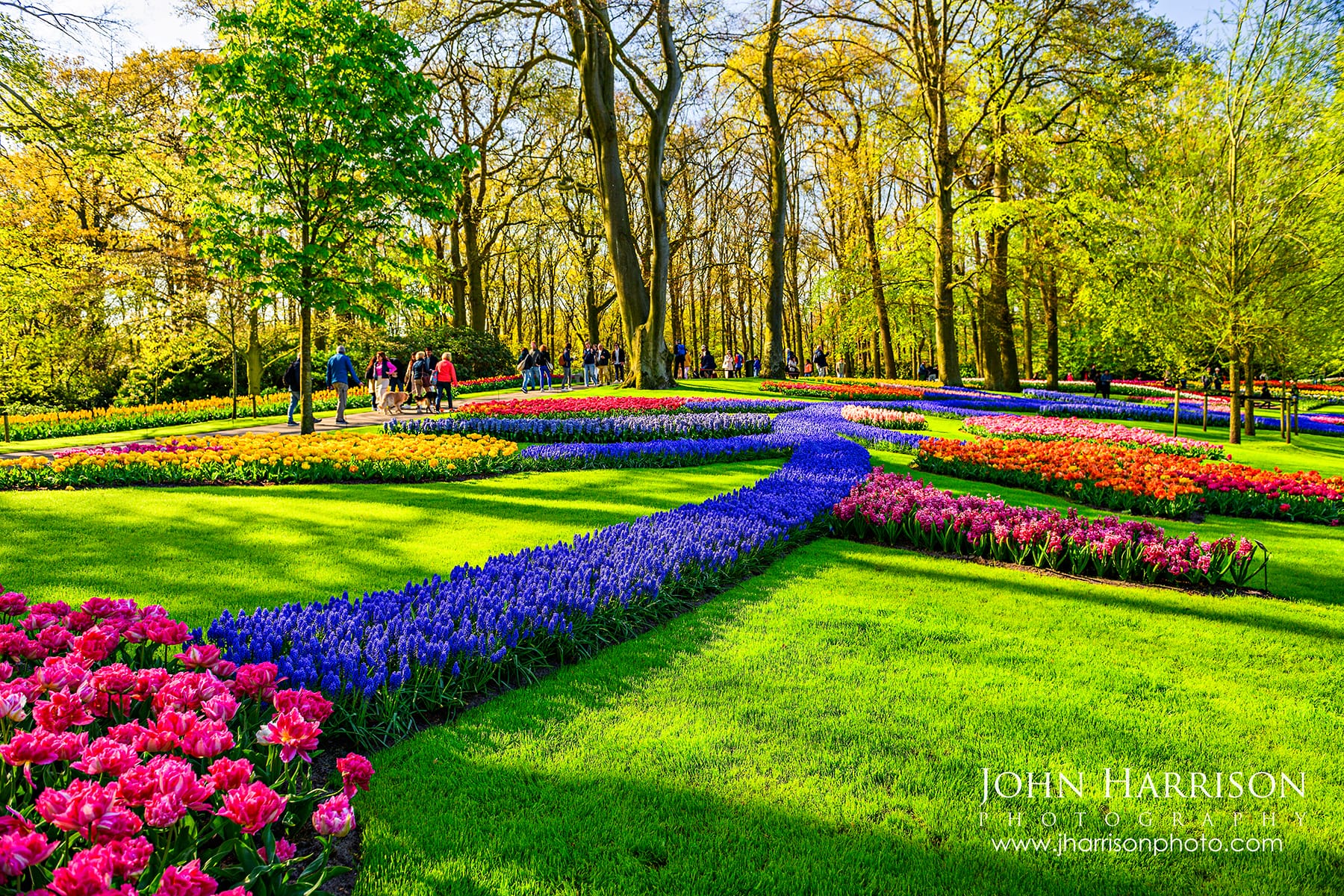Geometric flower beds with tulips, grape hyacinths and daffodils forming colorful paths at Keukenhof Gardens in Lisse Netherlands near Amsterdam in spring.