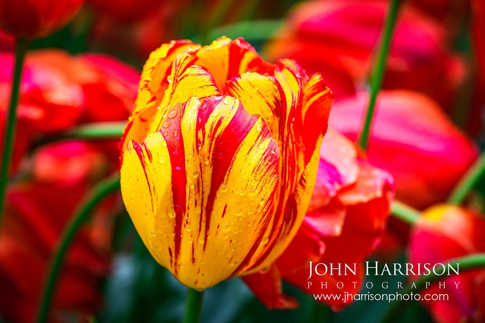 red and yellow striped tulip with raindrops at Keukenhof Gardens Netherlands May 2026 close up